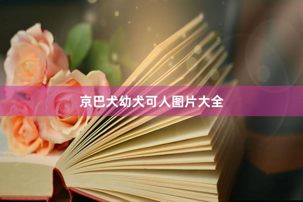 京巴犬幼犬可人图片大全
